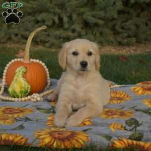 Spirit, Golden Retriever Puppy