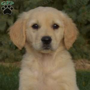 Spirit, Golden Retriever Puppy