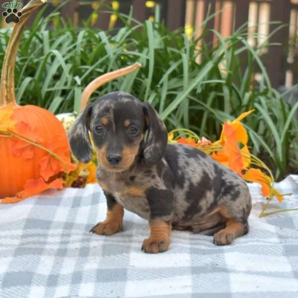 Splash-Mini, Dachshund Puppy