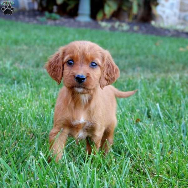 Splash, Irish Setter Puppy