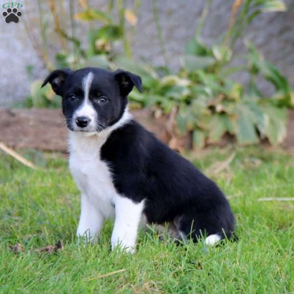 Splash, Border Collie Puppy