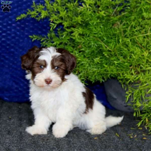 Sport, Havanese Puppy