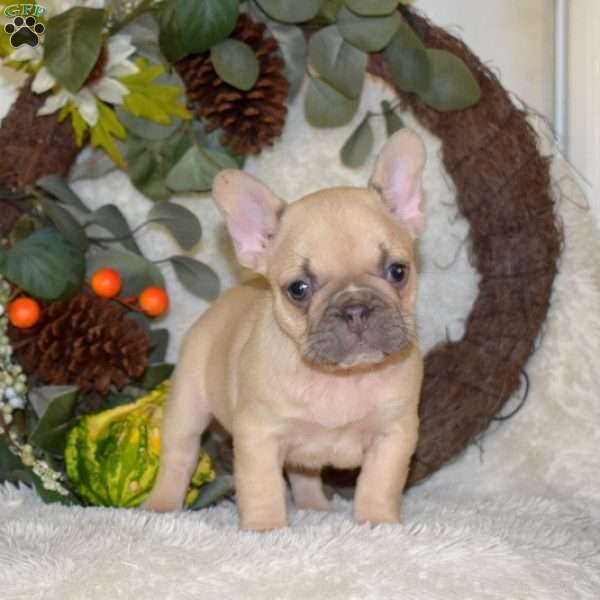 Sprout, French Bulldog Puppy