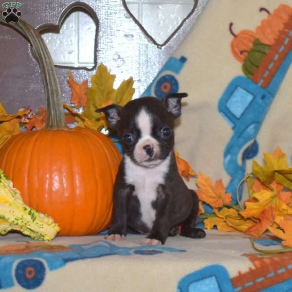 Sprout, Boston Terrier Puppy