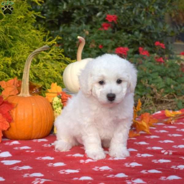 Sprout, Bichon Frise Puppy