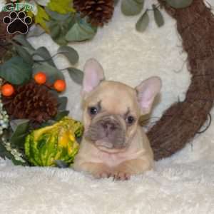 Sprout, French Bulldog Puppy