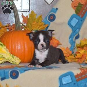 Sprout, Boston Terrier Puppy