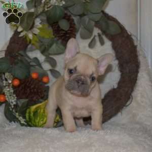 Sprout, French Bulldog Puppy