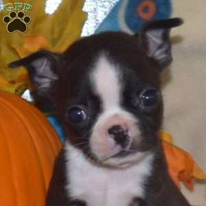 Sprout, Boston Terrier Puppy