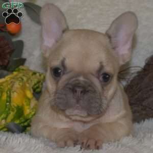 Sprout, French Bulldog Puppy