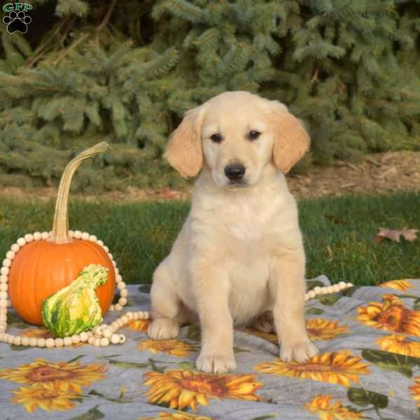 Squash, Golden Retriever Puppy