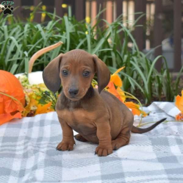 Squash-Mini, Dachshund Puppy