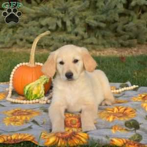 Squash, Golden Retriever Puppy