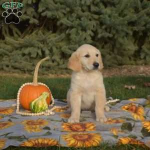 Squash, Golden Retriever Puppy