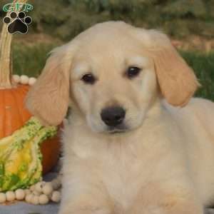 Squash, Golden Retriever Puppy