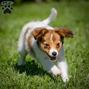 Starla, Papillon Puppy