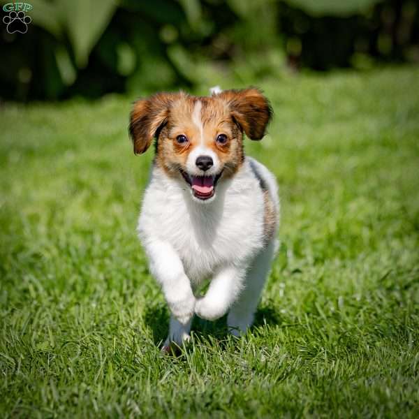 Starla, Papillon Puppy