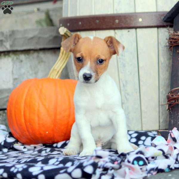 Stanley, Jack Russell Mix Puppy