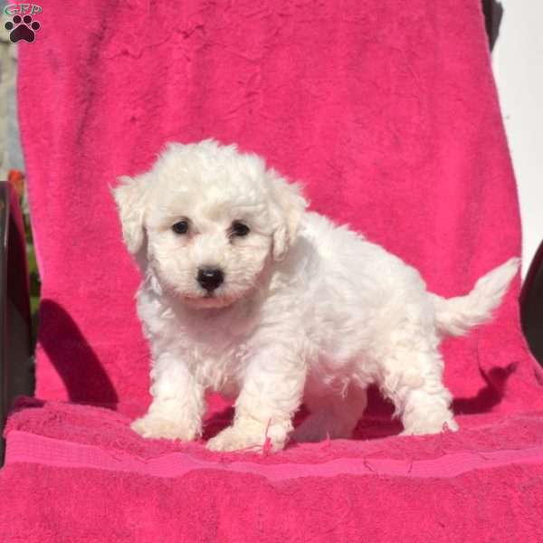 Star, Bichon Frise Puppy