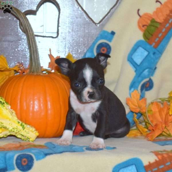 Star, Boston Terrier Puppy