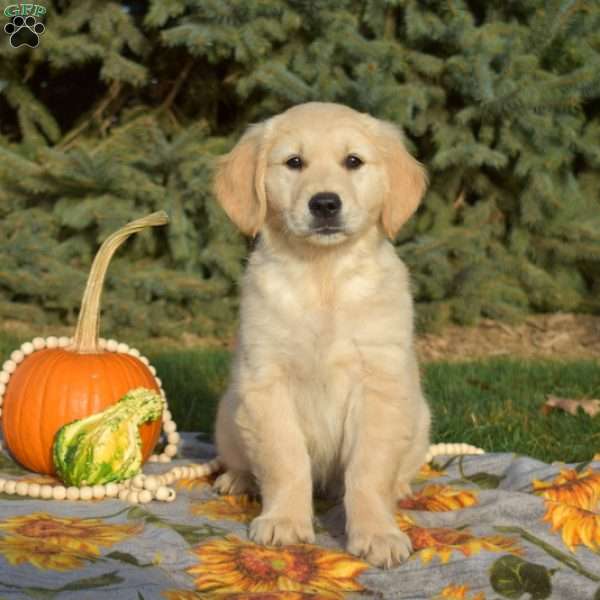 Star, Golden Retriever Puppy