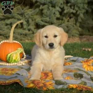 Star, Golden Retriever Puppy