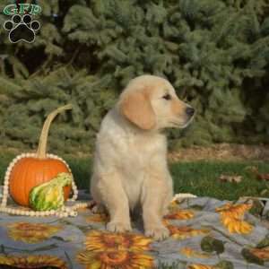 Star, Golden Retriever Puppy