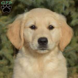 Star, Golden Retriever Puppy