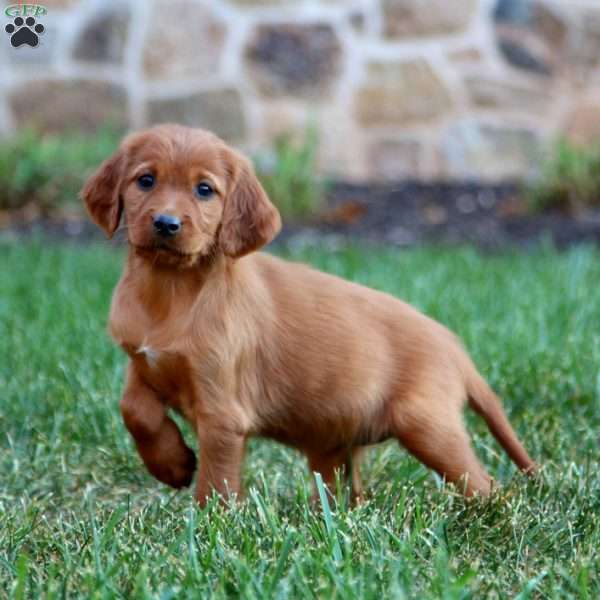 Star, Irish Setter Puppy