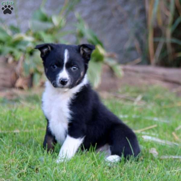 Star, Border Collie Puppy