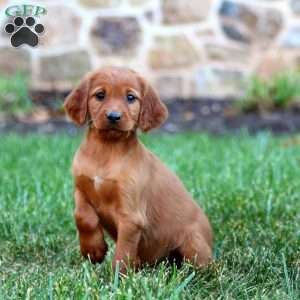 Star, Irish Setter Puppy