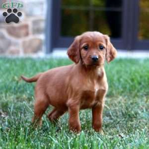 Star, Irish Setter Puppy