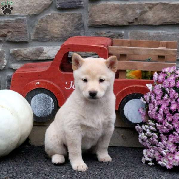 Starburst, Shiba Inu Puppy