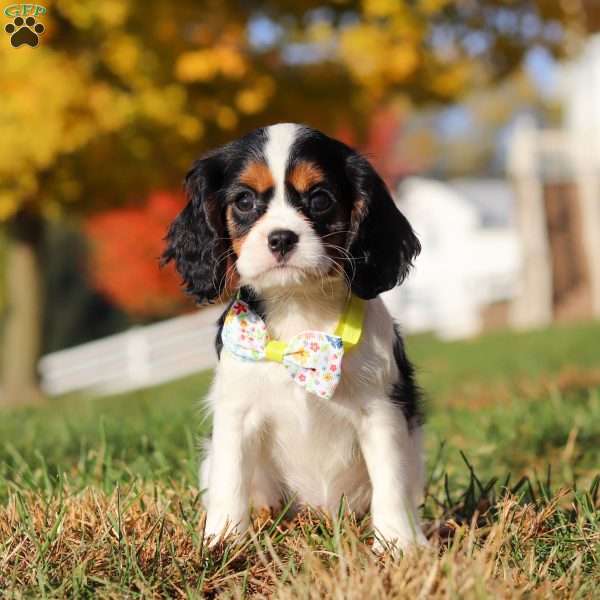 Starla, Cavalier King Charles Spaniel Puppy