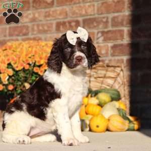 Stella, English Springer Spaniel Puppy