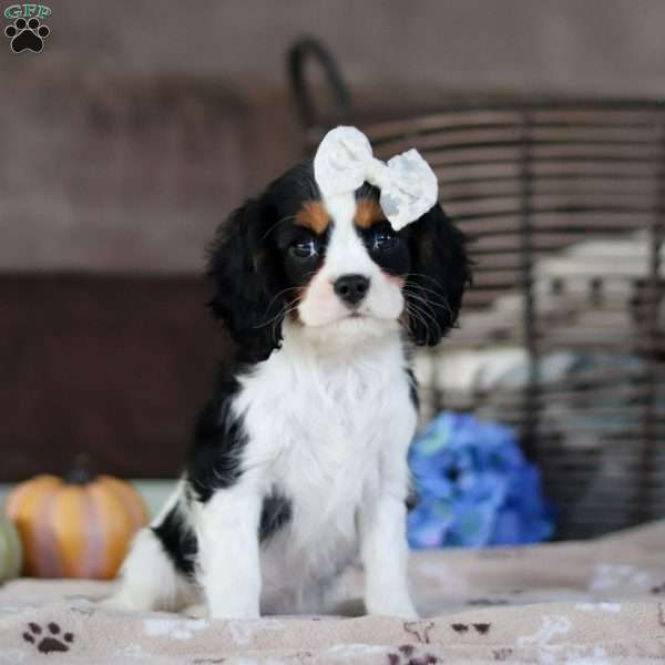 Stella, Cavalier King Charles Spaniel Puppy