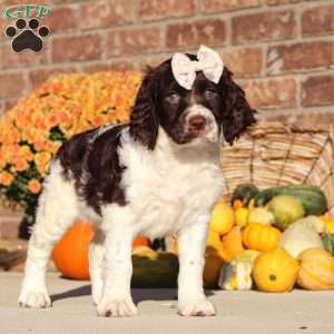 Stella, English Springer Spaniel Puppy