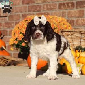 Stella, English Springer Spaniel Puppy