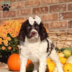 Stella, English Springer Spaniel Puppy