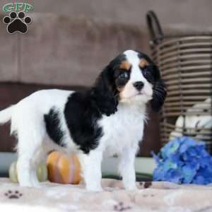 Stella, Cavalier King Charles Spaniel Puppy