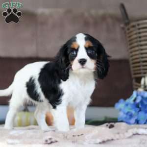 Stella, Cavalier King Charles Spaniel Puppy