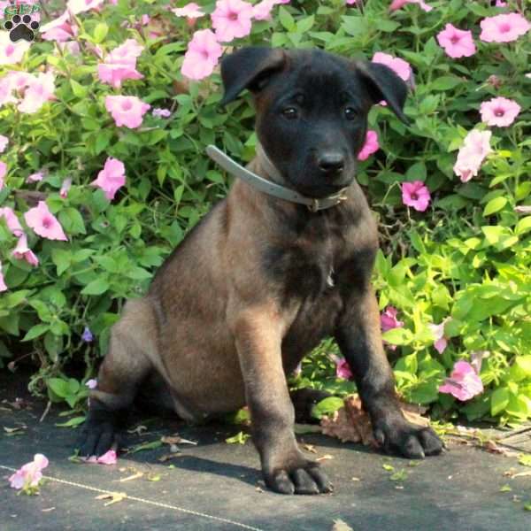 Stella, Belgian Malinois Puppy