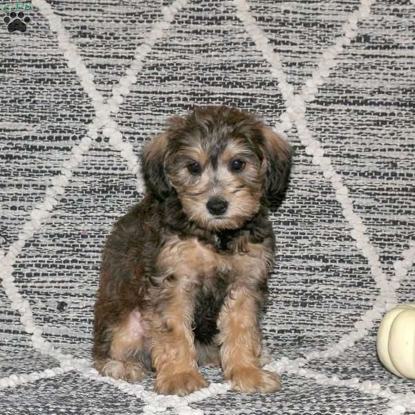 Stella, Mini Schnoodle Puppy