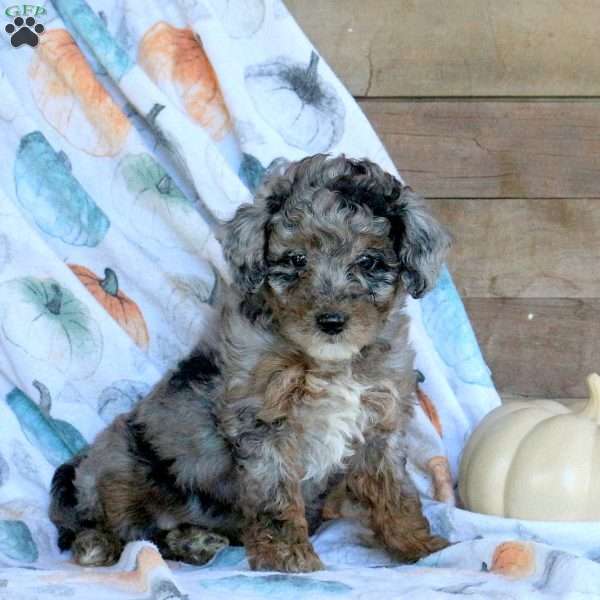 Stella, Miniature Poodle Puppy