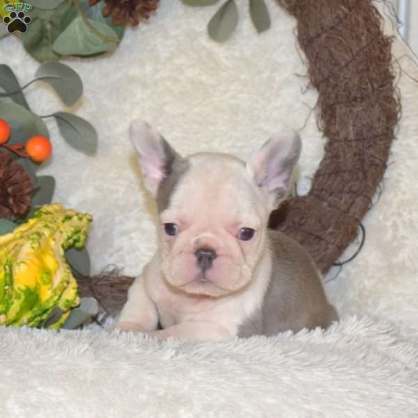 Stella, French Bulldog Puppy