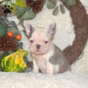 Stella, French Bulldog Puppy