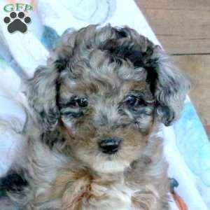 Stella, Miniature Poodle Puppy