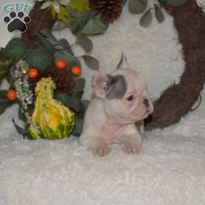 Stella, French Bulldog Puppy