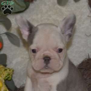 Stella, French Bulldog Puppy