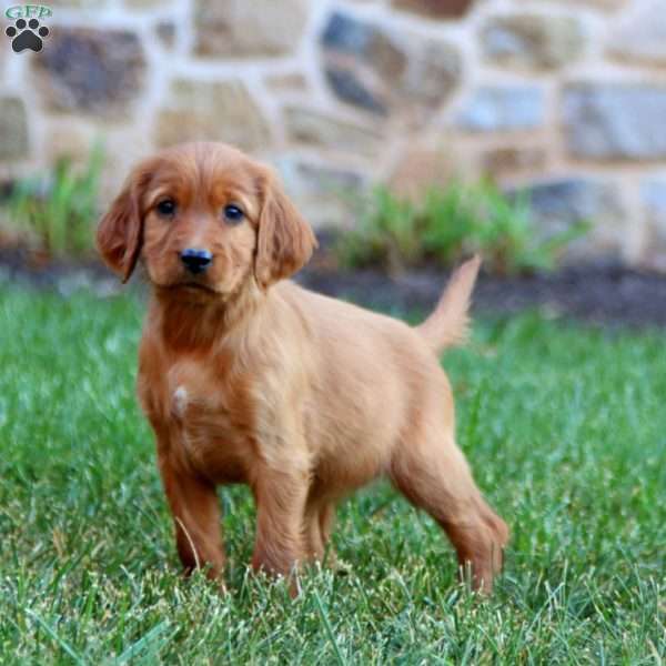 Stella, Irish Setter Puppy